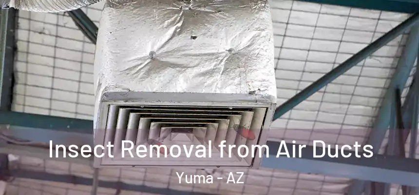  Insect Removal from Air Ducts Yuma - AZ